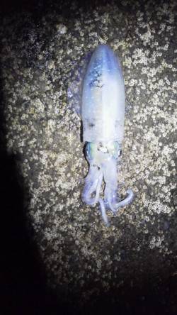 目良漁港 エギングでアオリイカ＆コウイカ