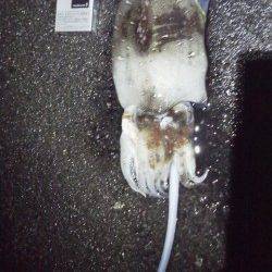 目良漁港 エギングでアオリイカ＆コウイカ