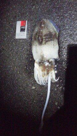 目良漁港 エギングでアオリイカ＆コウイカ