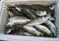 今日は昼からずっと釣れています★津居山でア…