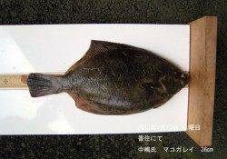 香住で36㎝のマコガレイGET！