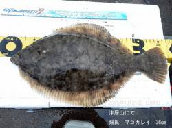 津居山にてマコカレイ36㎝！