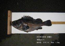 津居山でクロソイ46㎝1.9㎏☆