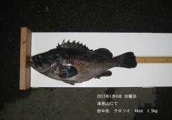 津居山でクロソイ46㎝1.9㎏☆
