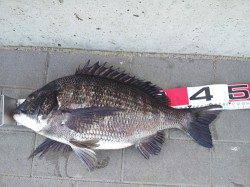 舞洲 フカセ釣りでチヌ47cm☆