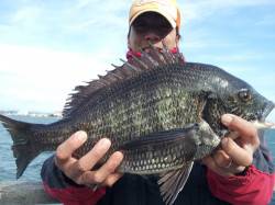 舞洲 フカセ釣りでチヌ47cm☆