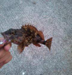 由良 アジングでアジ狙いも、足元でガシラ7匹☆