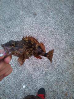 由良 アジングでアジ狙いも、足元でガシラ7匹☆