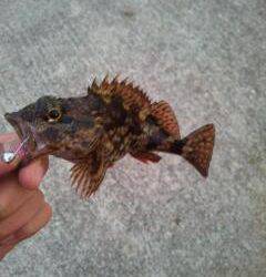 由良 アジングでアジ狙いも、足元でガシラ7匹☆