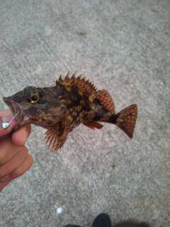 由良 アジングでアジ狙いも、足元でガシラ7…