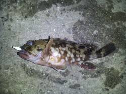 舞洲での初釣りでガシラをしとめました♪