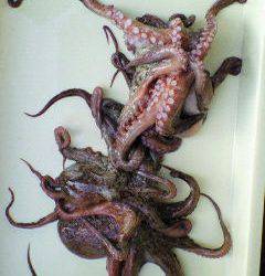 沖一文字でのタコ釣り、400g〜600gのタコ4杯の釣果