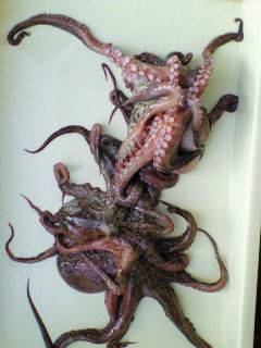 沖一文字でのタコ釣り、400g〜600gのタコ4杯の釣果