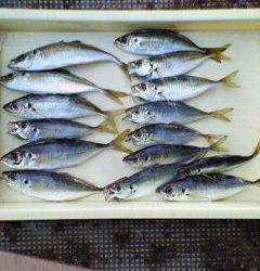 旧一文字赤灯、大きめサイズのアジ ♪ 今日も釣れました！