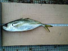 旧一文字赤灯、大きめサイズのアジ ♪ 今日も釣れました！