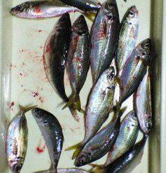 旧一文字赤灯、夕方からのサビキでナイスサイズのアジ♪