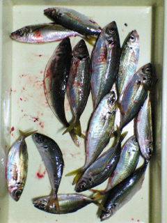 旧一文字赤灯、夕方からのサビキでナイスサイ…