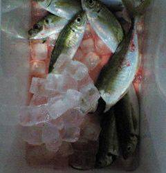 旧一文字赤灯、夕方からのサビキでナイスサイズのアジ♪