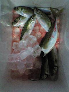 旧一文字赤灯、夕方からのサビキでナイスサイズのアジ♪