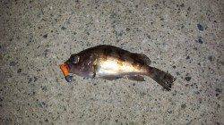 小型多くフッキング難しい状況での2匹　東二見のメバリング