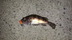 小型多くフッキング難しい状況での2匹　東二…