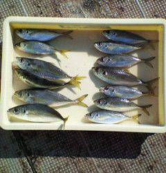 27cmのアジも釣れています！旧一文字赤灯 でサビキ