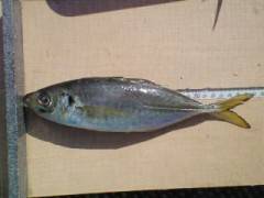 27cmのアジも釣れています！旧一文字赤灯 でサビキ