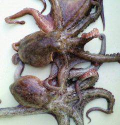 沖一文字★テンヤで蛸ＧＥＴ！