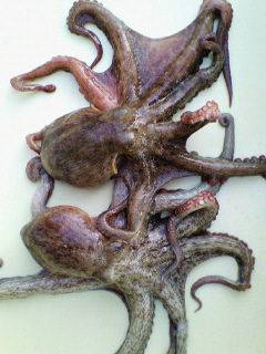 沖一文字★テンヤで蛸ＧＥＴ！