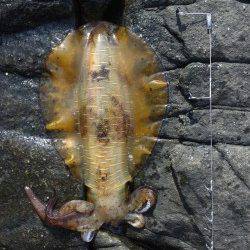 すさみの地磯にてヤエン釣り、1.5キロを頭に9杯ゲット！