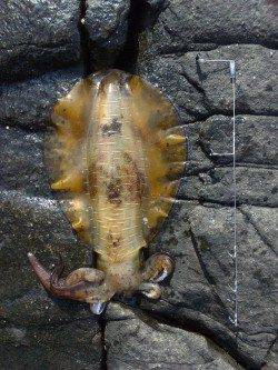 すさみの地磯にてヤエン釣り、1.5キロを頭に9杯ゲット！