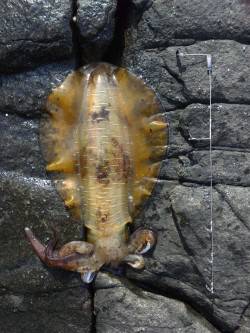 すさみの地磯にてヤエン釣り、1.5キロを頭…