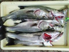 中波止、エビ撒きでハネ！納得サイズ7匹！