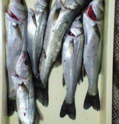 好★釣　エビ撒き釣り情報