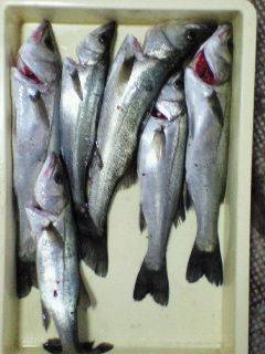 好★釣　エビ撒き釣り情報