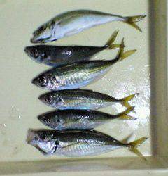 岸和田サビキ釣果〜旧一文字赤灯にて〜