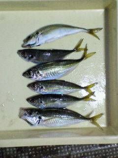 岸和田サビキ釣果〜旧一文字赤灯にて〜