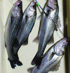 好★釣　エビ撒き釣り情報