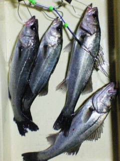 好★釣　エビ撒き釣り情報