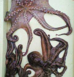 13日　岸和田沖一文字でのタコの釣果情報