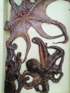 13日　岸和田沖一文字でのタコの釣果情報