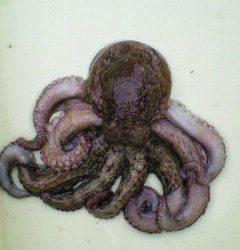 13日　岸和田沖一文字でのタコの釣果情報