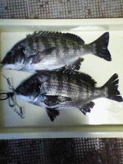 中波止でチヌ39～41センチの釣果、フカセ釣りで