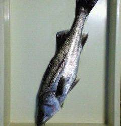 中波止でエビ撒き釣り、50cmのハネＧＥＴ！