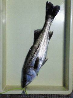 中波止でエビ撒き釣り、50cmのハネＧＥＴ！