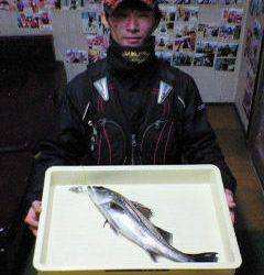 中波止でエビ撒き釣り、50cmのハネＧＥＴ！