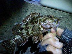 明石新波止で楽しいガシリング！ 嬉しい外道のチヌも☆