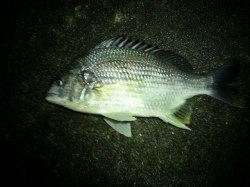 明石新波止で楽しいガシリング！ 嬉しい外道のチヌも☆