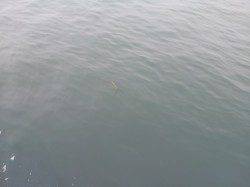 舞洲でフカセ、苦戦したが何とか釣れて良かった♪