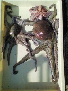 タコ1300g★☆沖一文字でテンヤ釣り